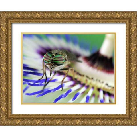 Eye-Catching Gold Ornate Wood Framed Art Print with Double Matting by Hoffman, Jimmy