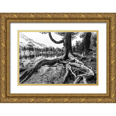 Old Tree Gold Ornate Wood Framed Art Print with Double Matting by Landolt, Susanne