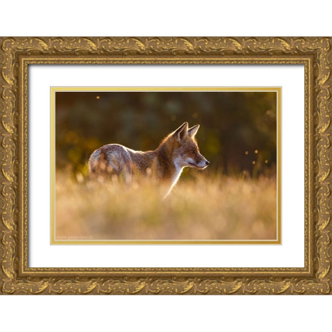 Last Light Fox Gold Ornate Wood Framed Art Print with Double Matting by Leijen, Pim