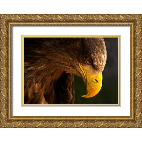 Eagle Pursues Prey Gold Ornate Wood Framed Art Print with Double Matting by K.H., Adriana