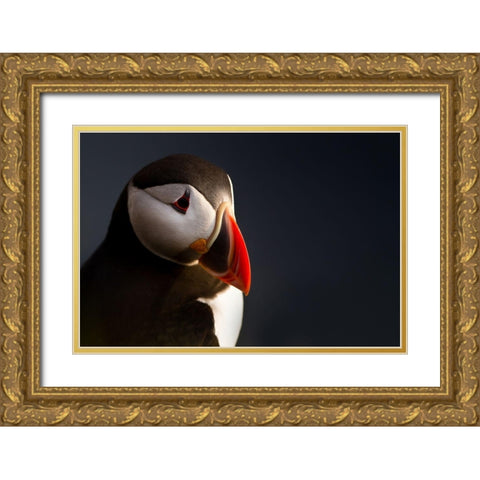 Puffin Portrait Gold Ornate Wood Framed Art Print with Double Matting by Ennedi
