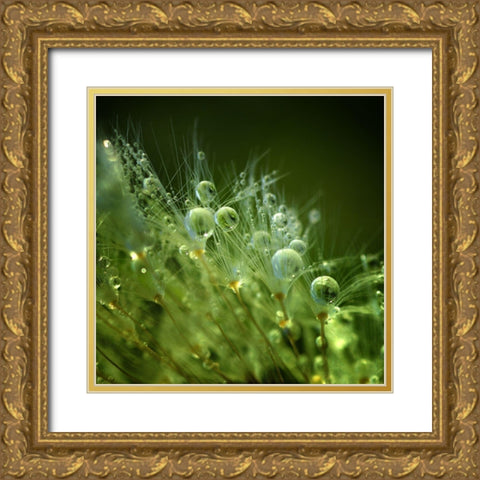 Morning Perls Gold Ornate Wood Framed Art Print with Double Matting by Maier, Norbert