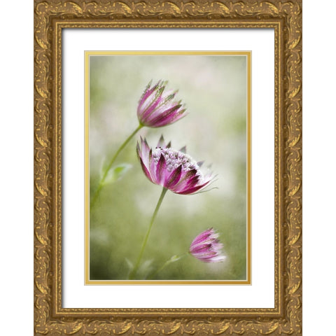 Astrantia Gold Ornate Wood Framed Art Print with Double Matting by Disher, Mandy