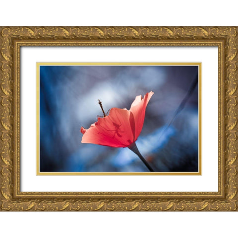 The Poppy Master Gold Ornate Wood Framed Art Print with Double Matting by Bravin, Fabien