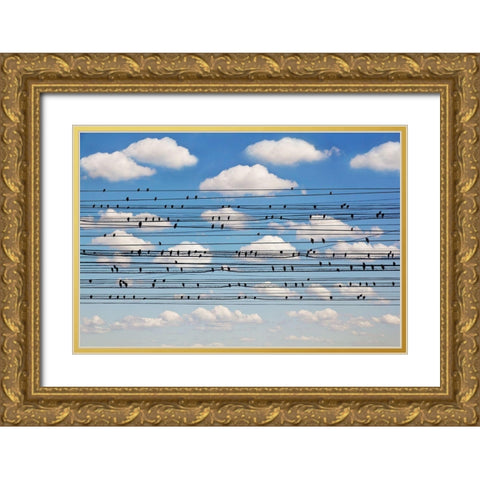 Cantus Arcticus - Concerto For Birds Gold Ornate Wood Framed Art Print with Double Matting by Lim, Jared
