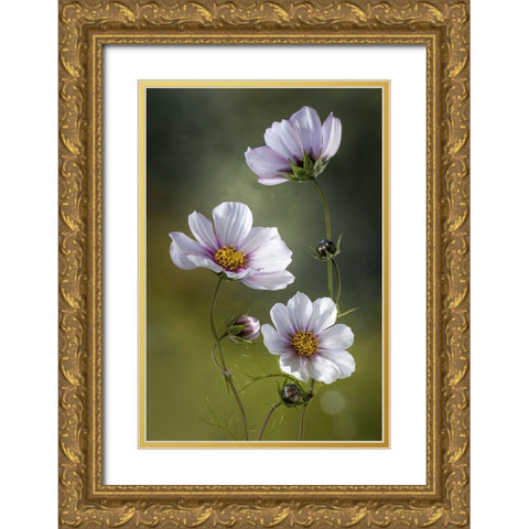 *Cosmos Gold Ornate Wood Framed Art Print with Double Matting by Disher, Mandy