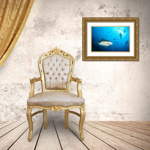 Beqa Shark Labs Gold Ornate Wood Framed Art Print with Double Matting by Safonov, Alexander