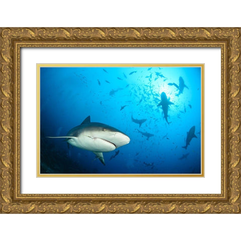 Beqa Shark Labs Gold Ornate Wood Framed Art Print with Double Matting by Safonov, Alexander