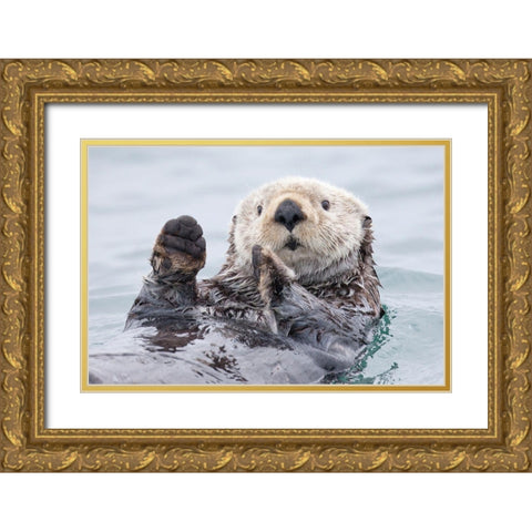 Yesterday I Caught A Fish Thiiis Big! - Otter. Alaska Gold Ornate Wood Framed Art Print with Double Matting by Golubenko, Roman