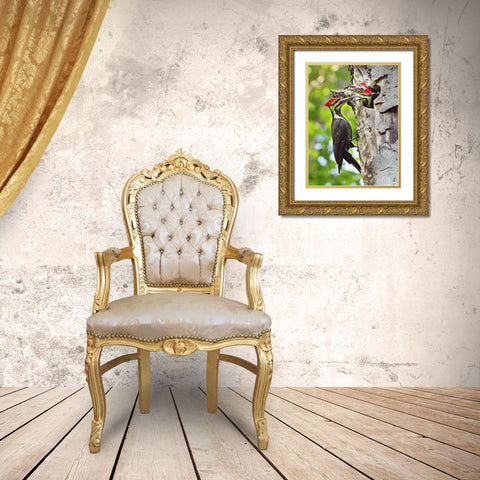 Pileated Woodpecker Gold Ornate Wood Framed Art Print with Double Matting by Costina, Mircea