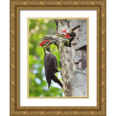 Pileated Woodpecker Gold Ornate Wood Framed Art Print with Double Matting by Costina, Mircea