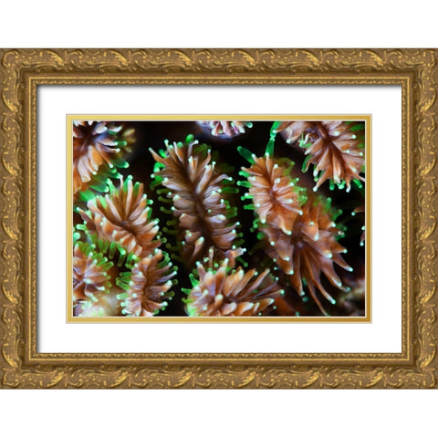 Alien Forms Gold Ornate Wood Framed Art Print with Double Matting by Narchuk, Andrey