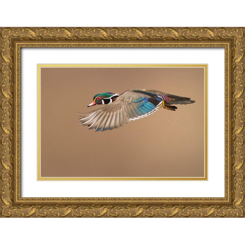 Wood Duck Gold Ornate Wood Framed Art Print with Double Matting by Costina, Mircea