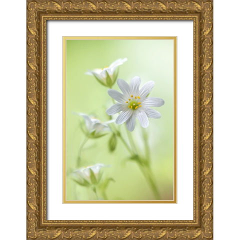 Spring Sparkle Gold Ornate Wood Framed Art Print with Double Matting by Disher, Mandy