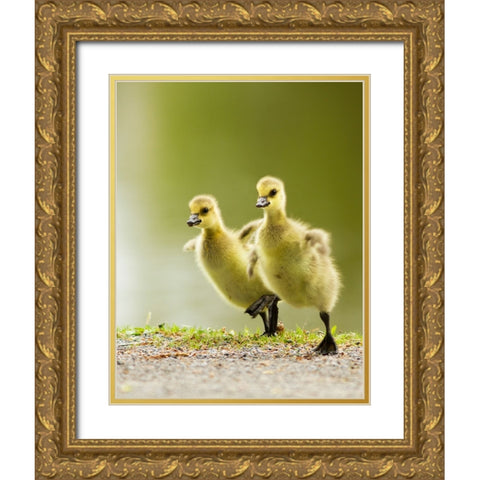 1, 2, 3, Go! Gold Ornate Wood Framed Art Print with Double Matting by Costina, Mircea