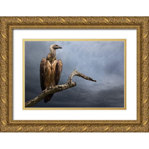 The Vulture Gold Ornate Wood Framed Art Print with Double Matting by Moreno, Mario