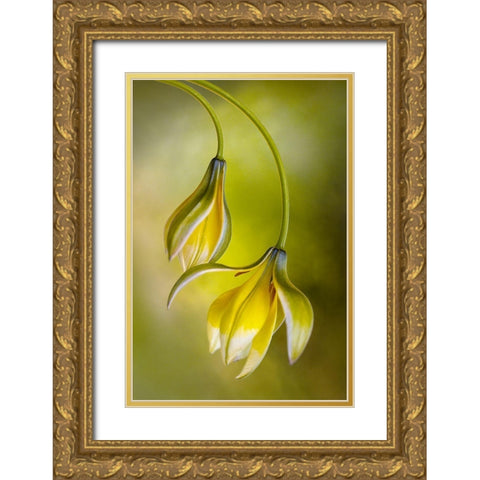 Tulipa Gold Ornate Wood Framed Art Print with Double Matting by Disher, Mandy
