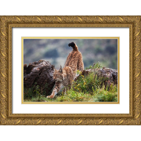 Lynx On The Move Gold Ornate Wood Framed Art Print with Double Matting by Moreno, Mario