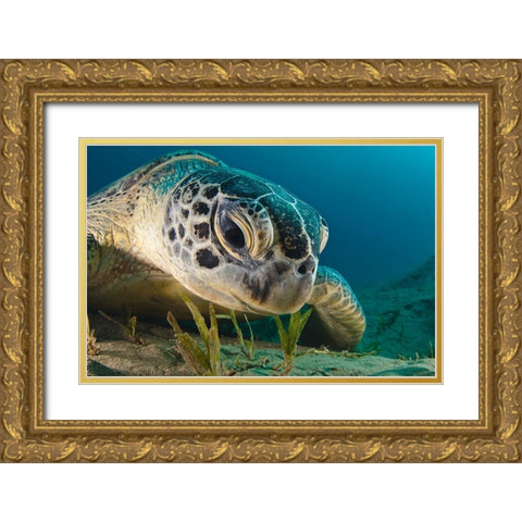 Gaze Gold Ornate Wood Framed Art Print with Double Matting by Marchenko, Dmitry