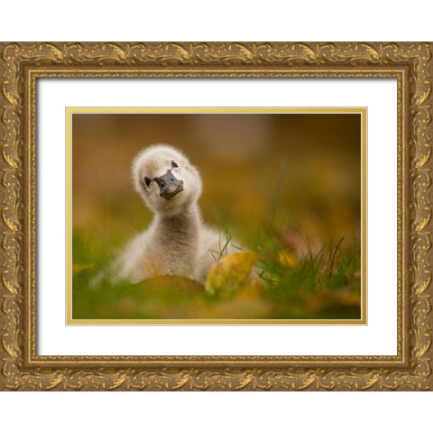 Black Swan Baby Gold Ornate Wood Framed Art Print with Double Matting by Adamec, Robert