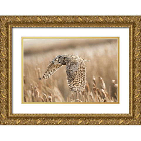 Great Horned Owl Gold Ornate Wood Framed Art Print with Double Matting by Stahl, Peter