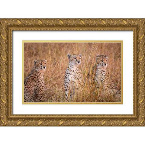 Cheetah Alpine Glow Gold Ornate Wood Framed Art Print with Double Matting by C. Sink, Jeffrey