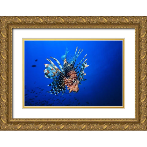 Lionfish Gold Ornate Wood Framed Art Print with Double Matting by Gabriel, Barathieu