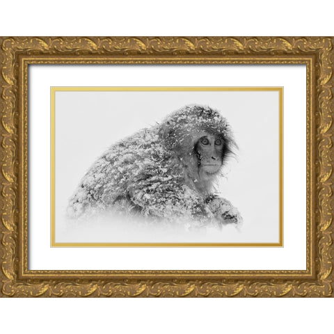 Snow Monkey Gold Ornate Wood Framed Art Print with Double Matting by Tjandra, C.S.