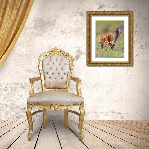 Sandhill Crane With Chicks Gold Ornate Wood Framed Art Print with Double Matting by Forns, Alfred