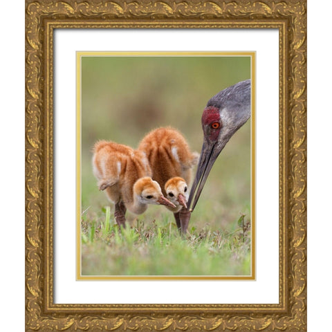 Sandhill Crane With Chicks Gold Ornate Wood Framed Art Print with Double Matting by Forns, Alfred