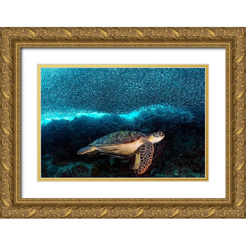 Turtle And Sardines Gold Ornate Wood Framed Art Print with Double Matting by Jager, Henry
