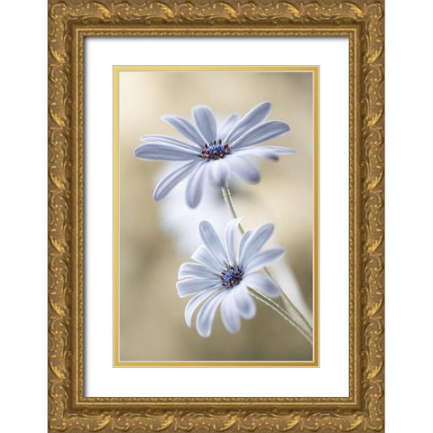 Cape Daisies Gold Ornate Wood Framed Art Print with Double Matting by Disher, Mandy