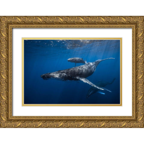 Humpback Whale Familys Gold Ornate Wood Framed Art Print with Double Matting by Gabriel, Barathieu