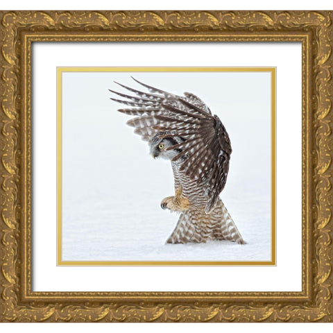 Pouncing !!!! Gold Ornate Wood Framed Art Print with Double Matting by Forns, Alfred