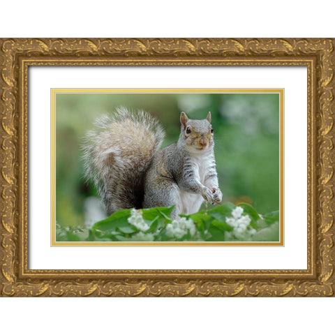 Eastern Grey Squirrel Gold Ornate Wood Framed Art Print with Double Matting by Parker, Jacky