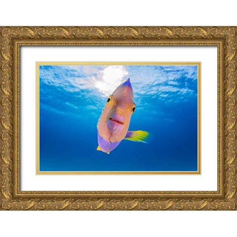 Kiss From An Angel Gold Ornate Wood Framed Art Print with Double Matting by Kiefer, Ken