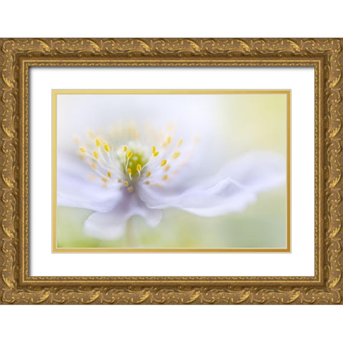 Anemone Beauty Gold Ornate Wood Framed Art Print with Double Matting by Disher, Mandy