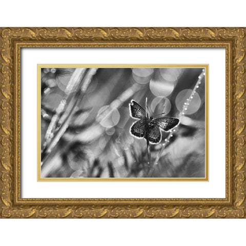 ...After The Rain... Gold Ornate Wood Framed Art Print with Double Matting by Gerec, Pali
