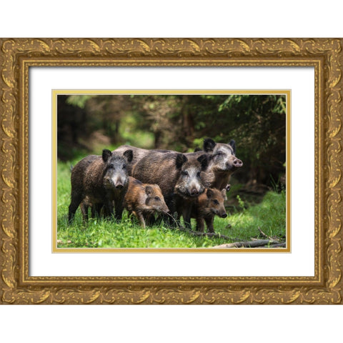 Wild Boar Family Gold Ornate Wood Framed Art Print with Double Matting by Volkel, Stefan