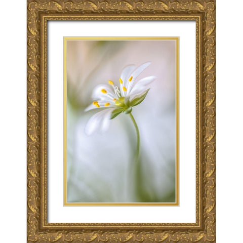Stitchwort Soft Gold Ornate Wood Framed Art Print with Double Matting by Disher, Mandy