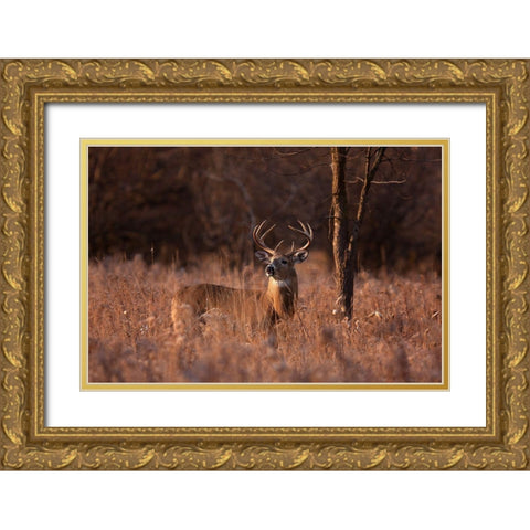 Basking In The Light - White-Tailed Buck Gold Ornate Wood Framed Art Print with Double Matting by Cumming, Jim