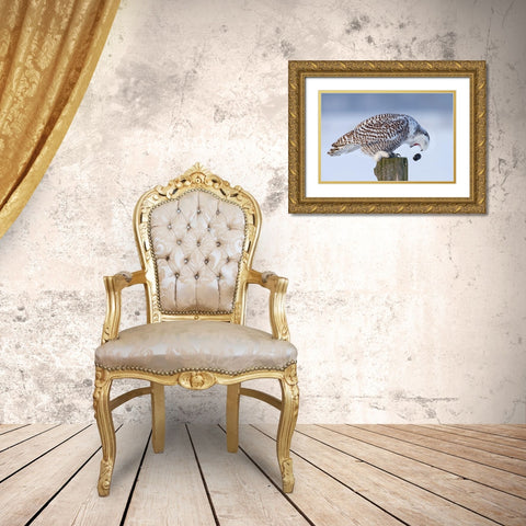Snowy Owl - Cough It Up Buddy Gold Ornate Wood Framed Art Print with Double Matting by Cumming, Jim