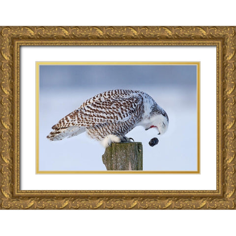 Snowy Owl - Cough It Up Buddy Gold Ornate Wood Framed Art Print with Double Matting by Cumming, Jim