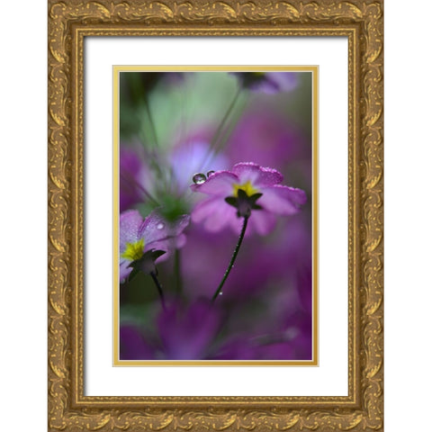 In Pink Surroundings Gold Ornate Wood Framed Art Print with Double Matting by Westum, Heidi