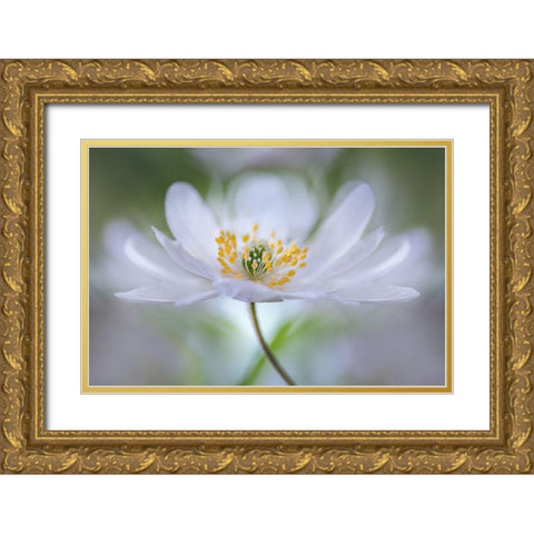 Nemorosa Nirvana Gold Ornate Wood Framed Art Print with Double Matting by Disher, Mandy