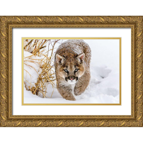 Sneaky Cougar Gold Ornate Wood Framed Art Print with Double Matting by Centioli, Mike