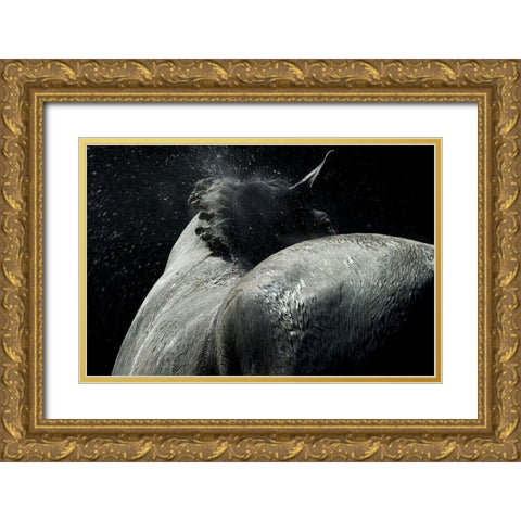 Horse Power Gold Ornate Wood Framed Art Print with Double Matting by Malovrh, Milan