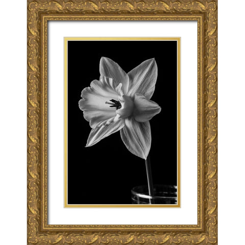 Narcissus May 2015 Gold Ornate Wood Framed Art Print with Double Matting by M. Fielding, Edward