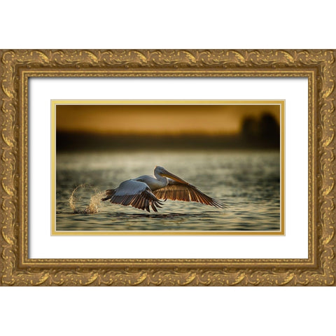 Pelican Take Off...2 Gold Ornate Wood Framed Art Print with Double Matting by Akpinar, Baris
