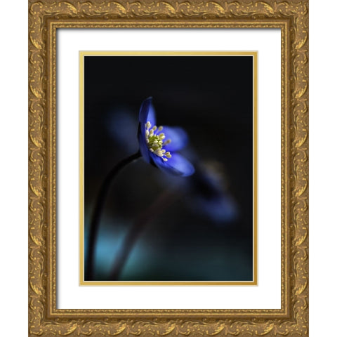 Hepatica Nobilis Ll Gold Ornate Wood Framed Art Print with Double Matting by Westum, Heidi